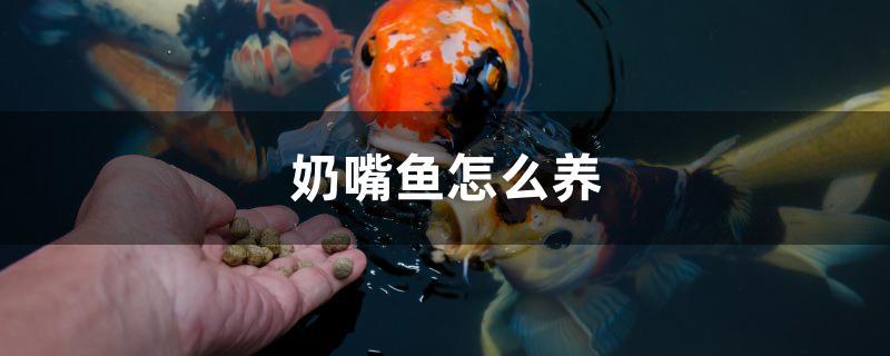 奶嘴魚怎么養(yǎng)