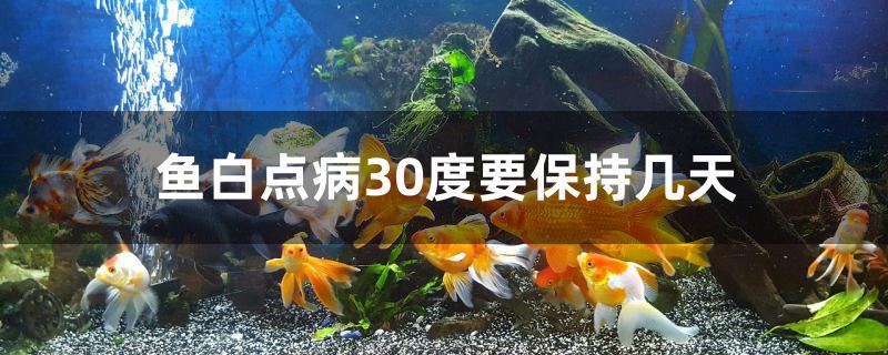 魚白點病30度要保持幾天 黃金達(dá)摩魚