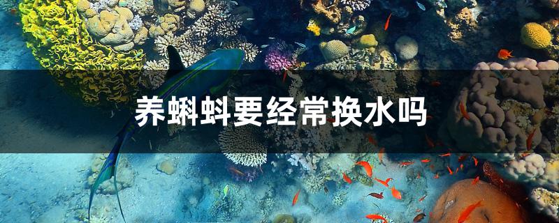 养蝌蚪要经常换水吗
