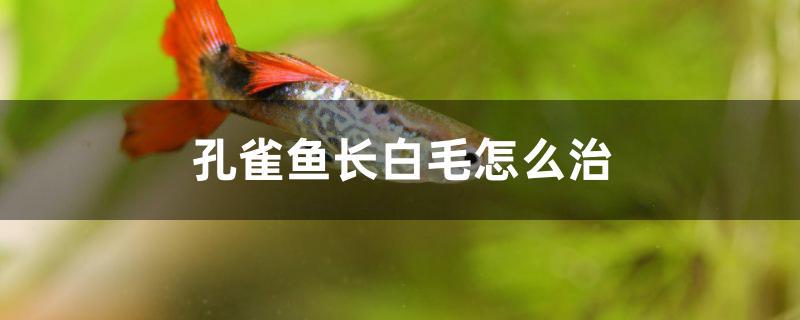 孔雀魚長白毛怎么治 小型觀賞魚