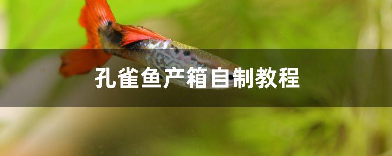 孔雀魚產(chǎn)箱自制教程 龍魚麻藥（祥龍Nika）