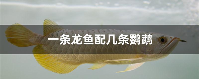 一条龙鱼配几条鹦鹉 水族用品