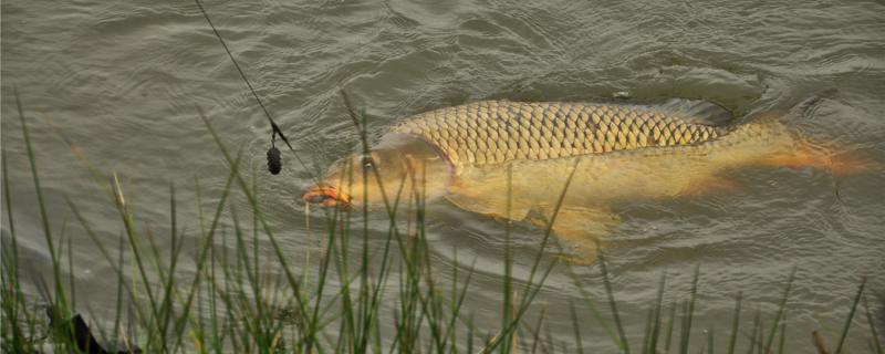 ダムで鯉を釣るのに数メートルの手竿を使う、どんな餌を使うのか