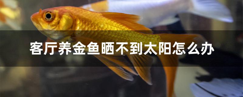 客厅养金鱼晒不到太阳怎么办 观赏鱼水族批发市场