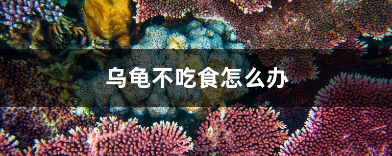 乌龟不吃食怎么办 祥龙水族医院