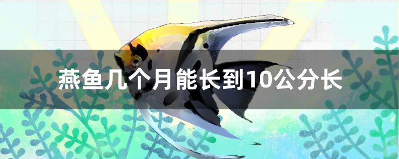 燕鱼几个月能长到10公分长 新加坡号半红龙鱼（练手级红龙鱼）