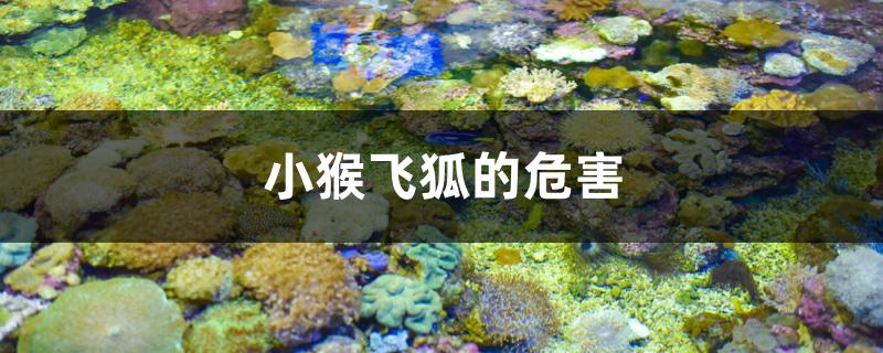 小猴飞狐的危害有哪些