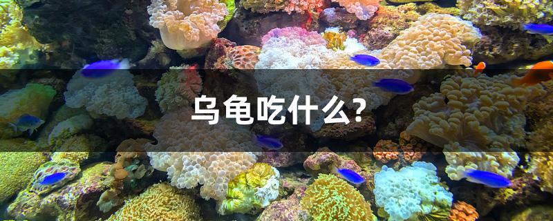 乌龟吃什么？ 锦鲤池鱼池建设