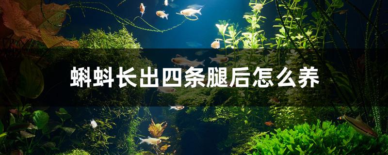 蝌蚪长出四条腿后怎么养