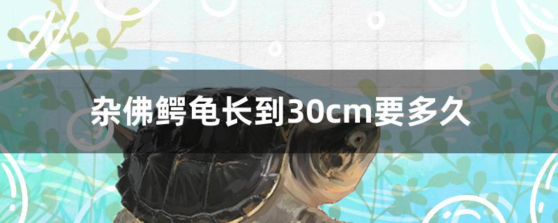 雜佛鱷龜長到30cm要多久