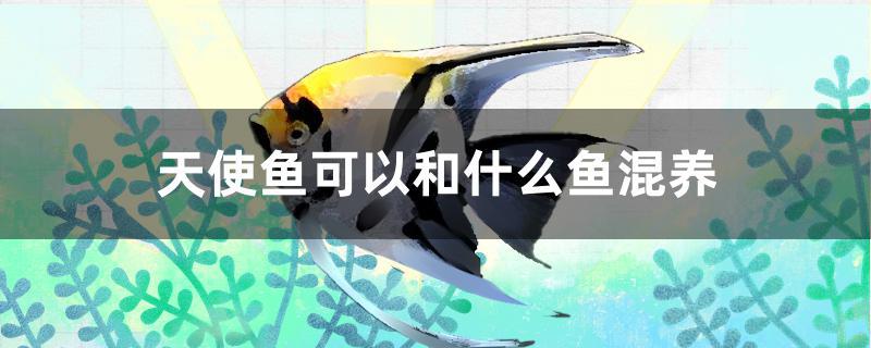 天使鱼可以和什么鱼混养