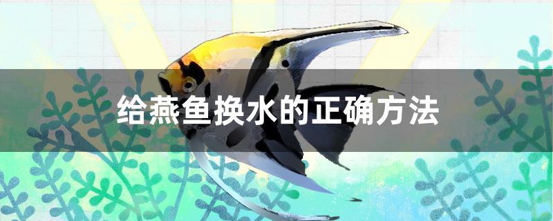 给燕鱼换水的正确方法