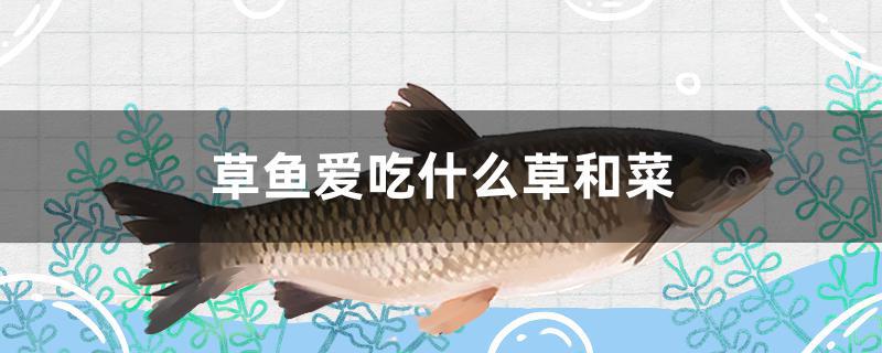 草鱼爱吃什么草和菜