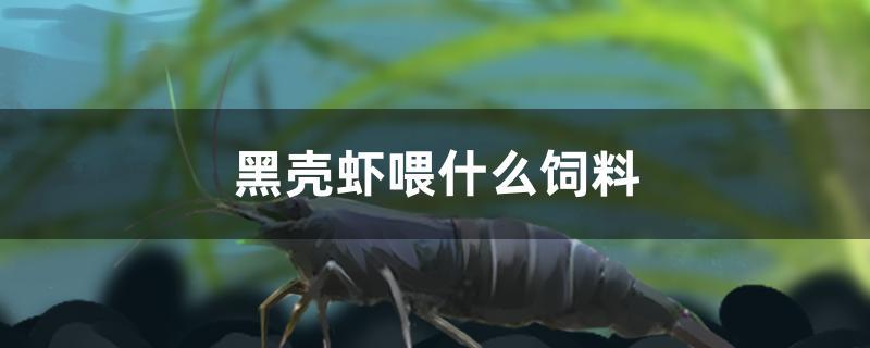 黑殼蝦喂什么飼料 委內(nèi)瑞拉奧里諾三間魚苗