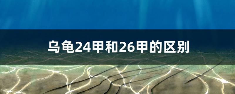 乌龟24甲和26甲的区别