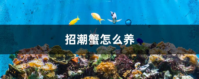 招潮蟹怎么养 祥龙水族护理水