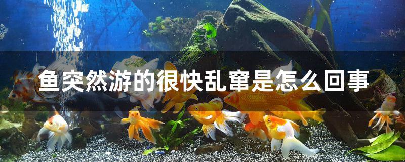 鱼突然游的很快乱窜是怎么回事