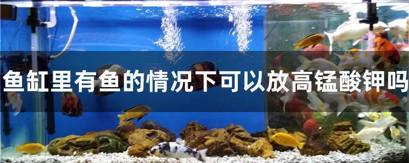 魚缸里有魚的情況下可以放高錳酸鉀嗎 翡翠鳳凰魚