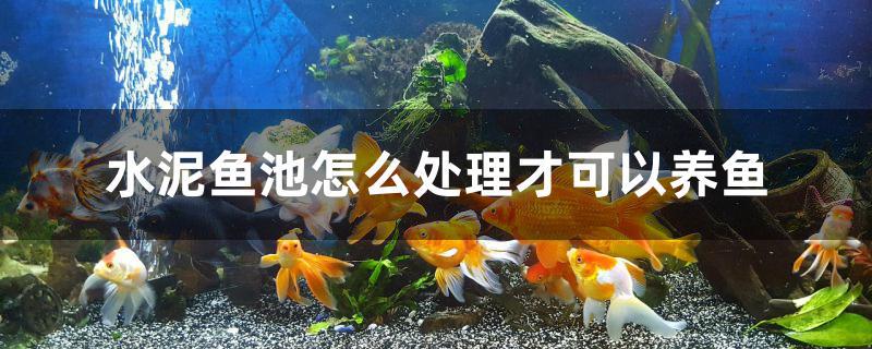 水泥鱼池怎么处理才可以养鱼 全国观赏鱼市场