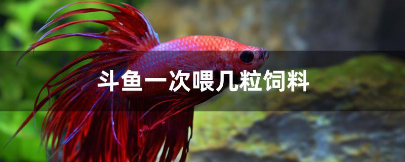 斗鱼一次喂几粒饲料