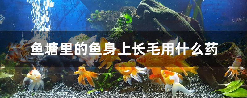 魚(yú)塘里的魚(yú)身上長(zhǎng)毛用什么藥