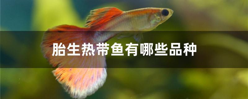 胎生热带鱼有哪些品种