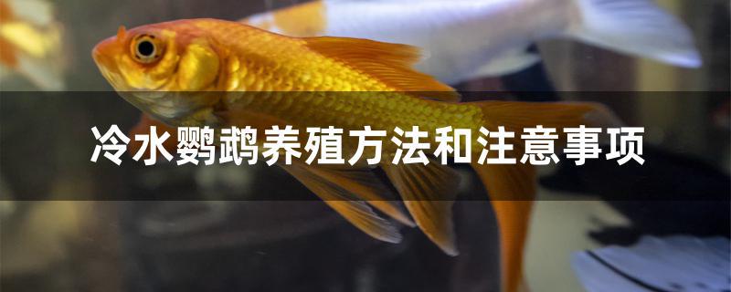 冷水鹦鹉养殖方法和注意事项