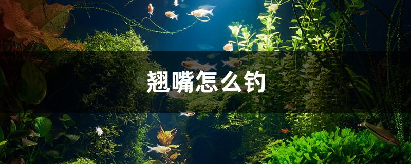 翹嘴怎么釣 廣州水族器材濾材批發(fā)市場