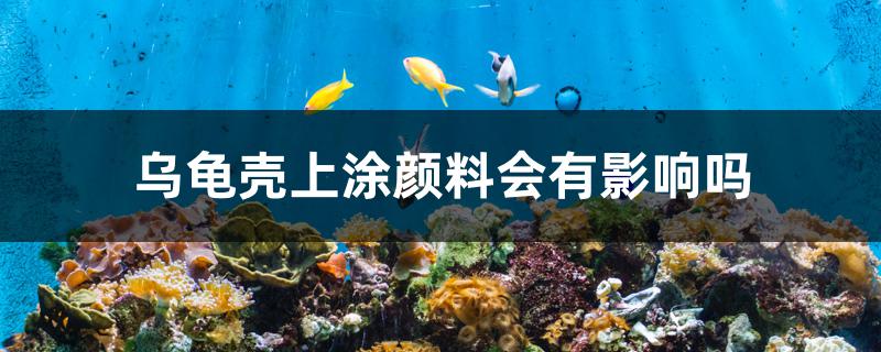 烏龜殼上涂顏料會(huì)有影響嗎 國(guó)產(chǎn)元寶鳳凰魚(yú)