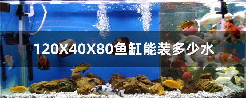 120X40X80魚缸能裝多少水 大白鯊魚苗