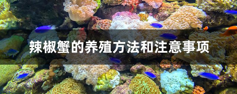 辣椒蟹的养殖方法和注意事项