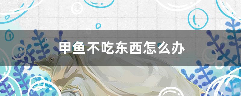 甲鱼不吃东西怎么办