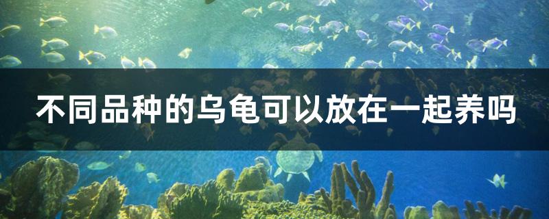 不同品種的烏龜可以放在一起養(yǎng)嗎 烏龜