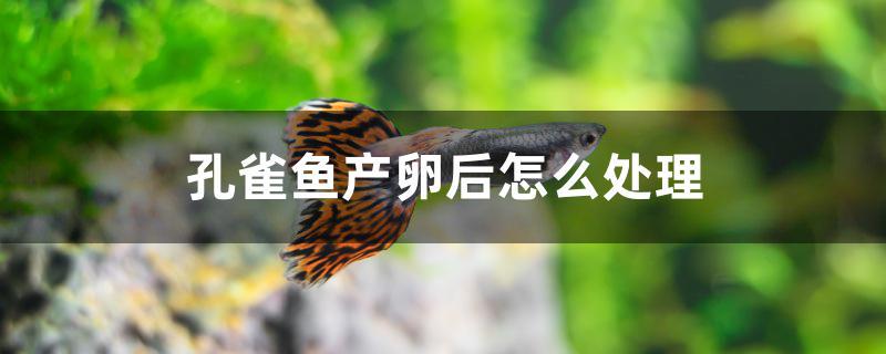 孔雀魚產卵後怎麼處理