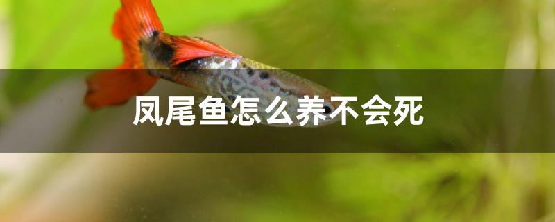 鳳尾魚怎么養(yǎng)不會死