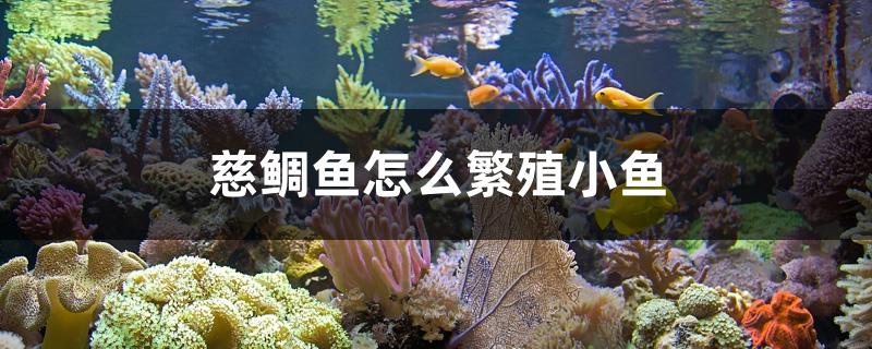 慈鯛魚怎么繁殖小魚