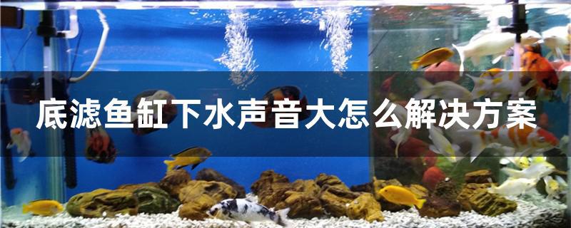 底濾魚缸下水聲音大怎么解決方案 眼斑魚