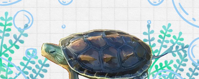 花龟能深水养吗，能干养吗