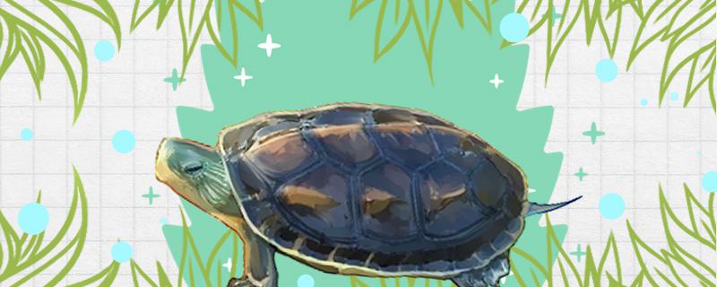 What does the turtle mainly eat and what should we pay attention to when feeding?