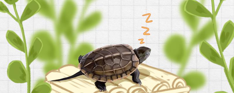 草龟如何冬眠，冬眠时间是多久