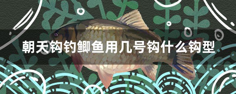 朝天鉤釣鯽魚用幾號鉤什么鉤型 黃金招財貓魚