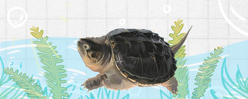 How long does a snapping turtle grow and what does it eat to grow fast?