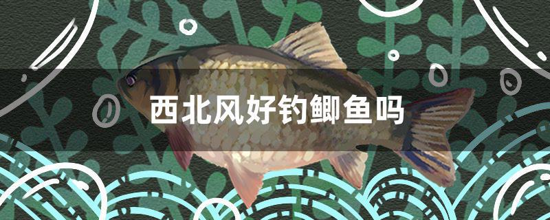 西北風(fēng)好釣鯽魚嗎