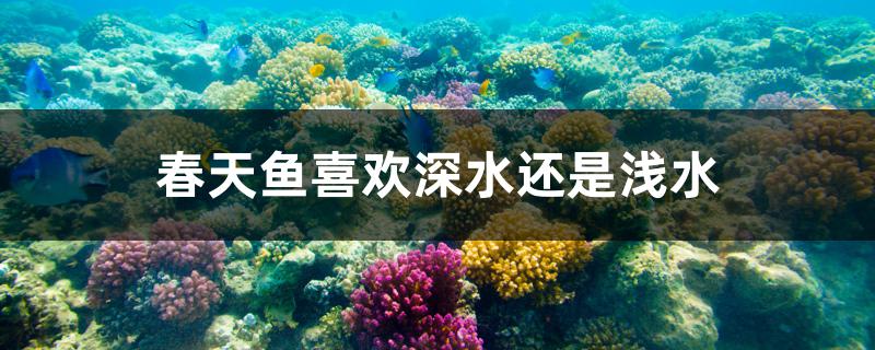 春天魚喜歡深水還是淺水 馬來西亞燕窩