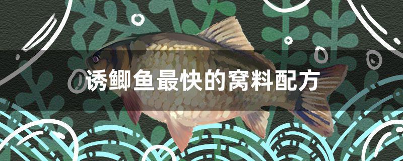 誘鯽魚最快的窩料配方