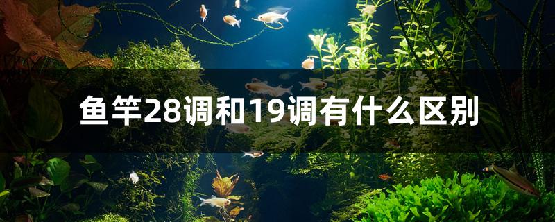鱼竿28调和19调有什么区别