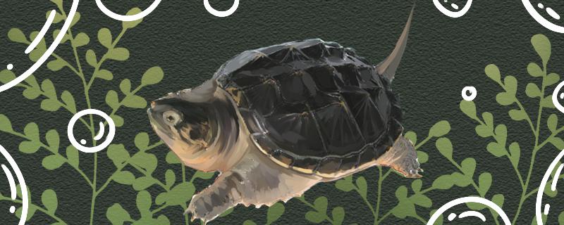 What is the water depth of the snapping turtle and does it need to be changed?