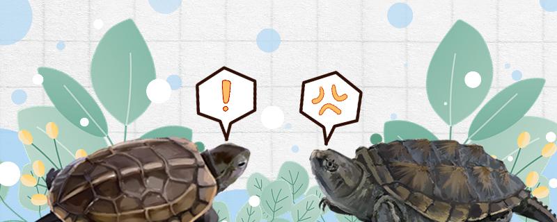 大鳄龟和佛鳄龟哪个凶，能养在一起吗