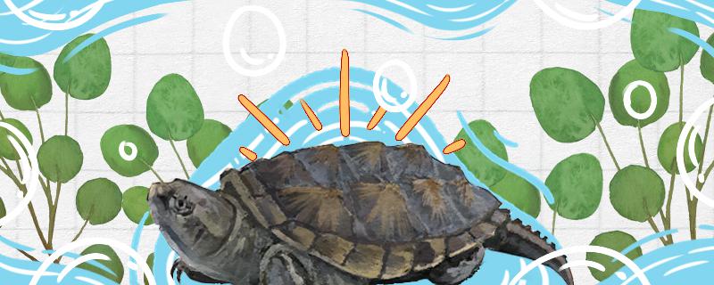 How big can alligator snapping turtles grow and how big can they reproduce?