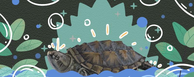 What do snapping turtles eat and what are their habits?